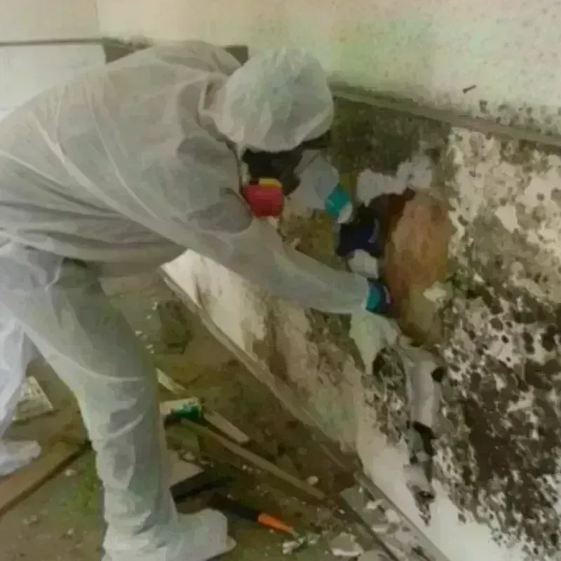 Mold Remediation and Removal in French Island, WI